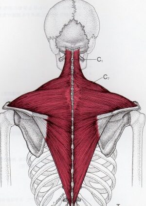 肩凝り・頭痛・めまい・猫背・ストレートネック