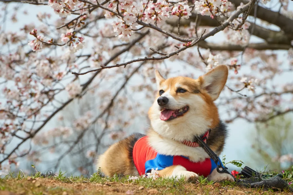 椎間板ヘルニアによる坐骨神経痛が得意な諫早市の整骨院えん